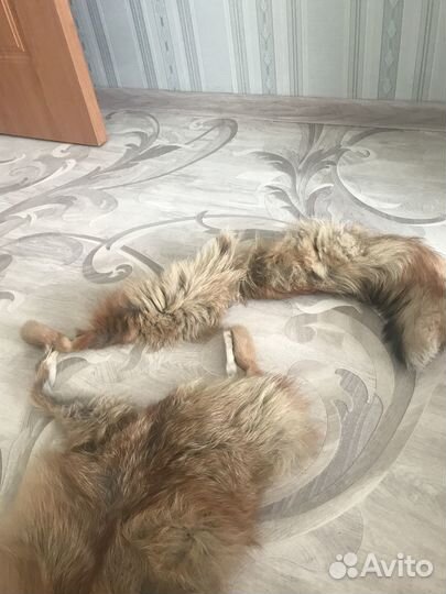 Натуральная шкура лисы