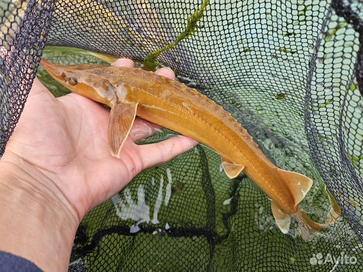 Бестер альбинос