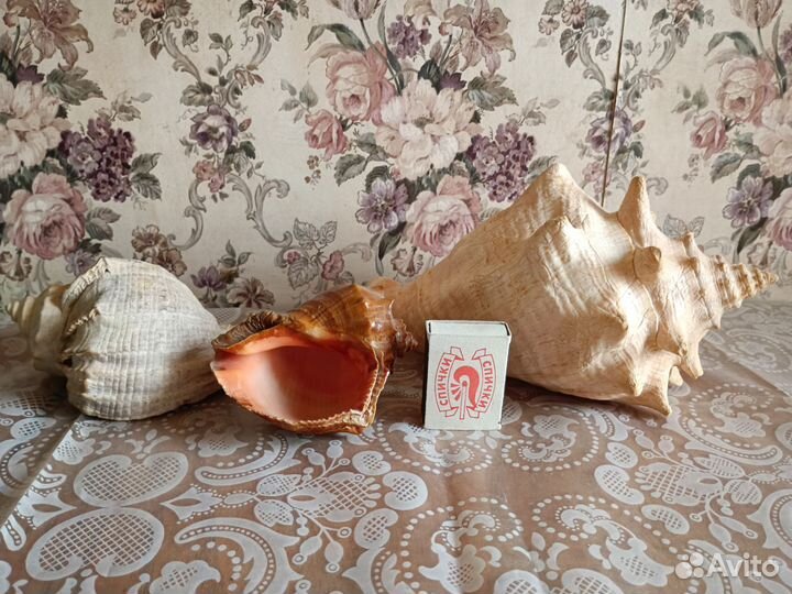 Морские раковины