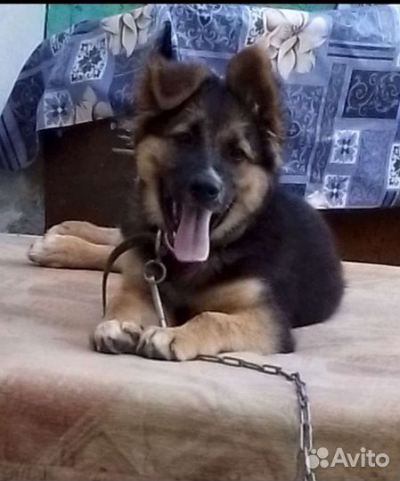 Щенок овчарки бесплатно