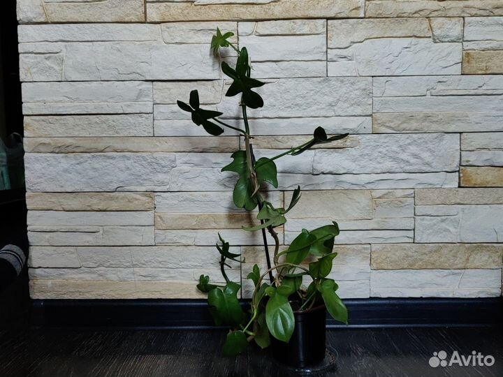 Филодендрон