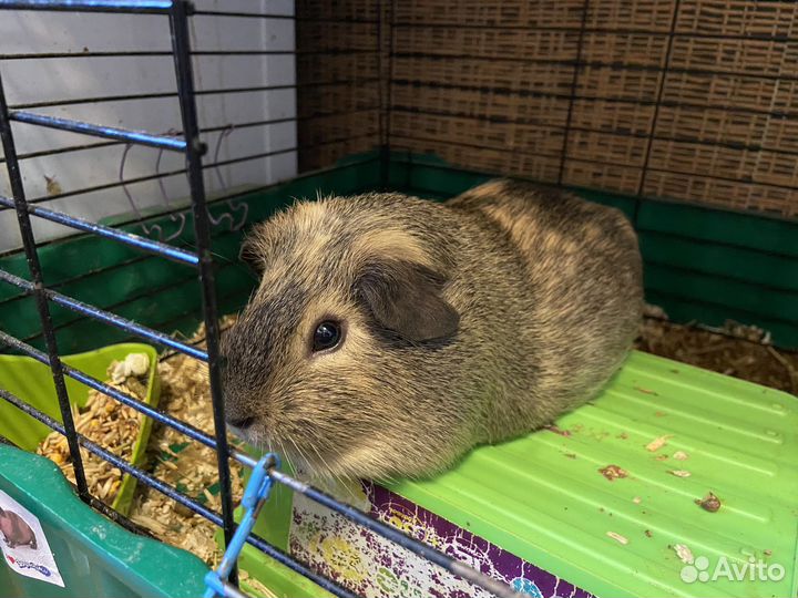 Морская свинка бесплатно