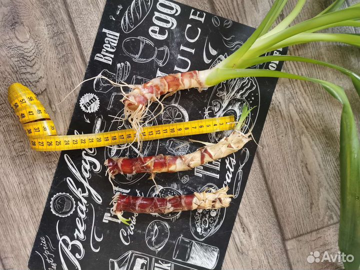 Юкка черенки