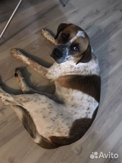 Собака в добрые руки