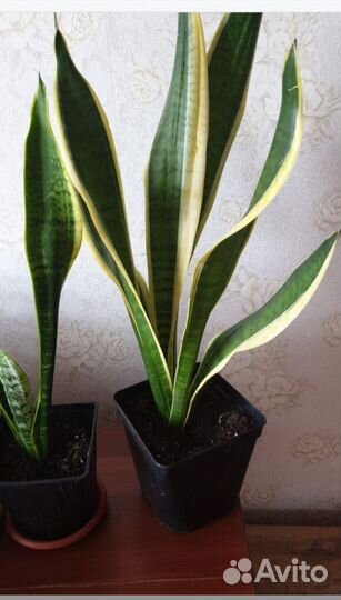 Сансевиерия