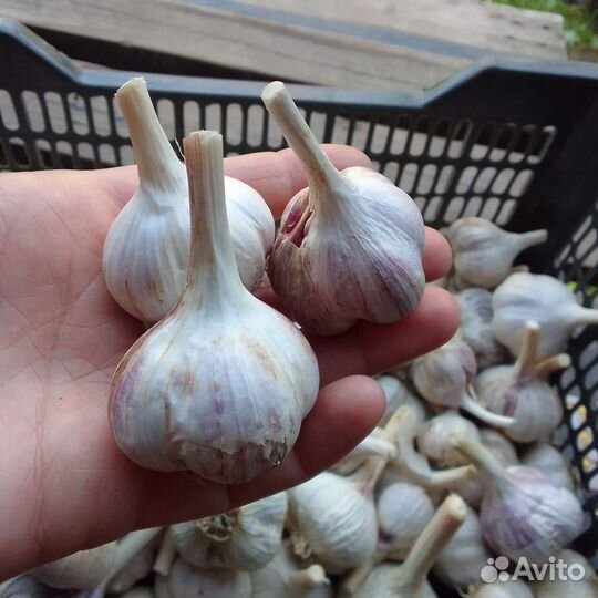 Чеснок озимый