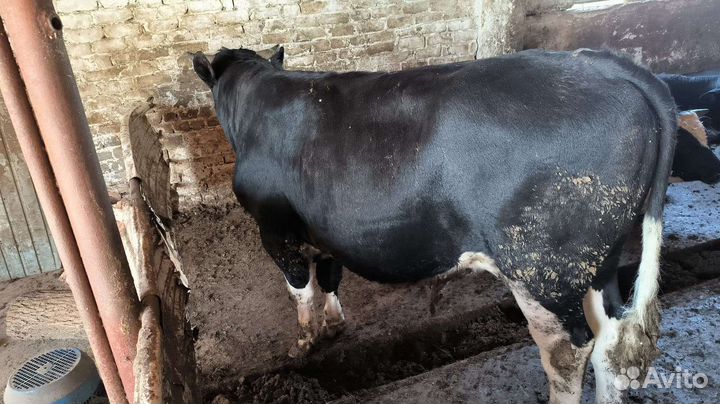 Корова молодые телочки