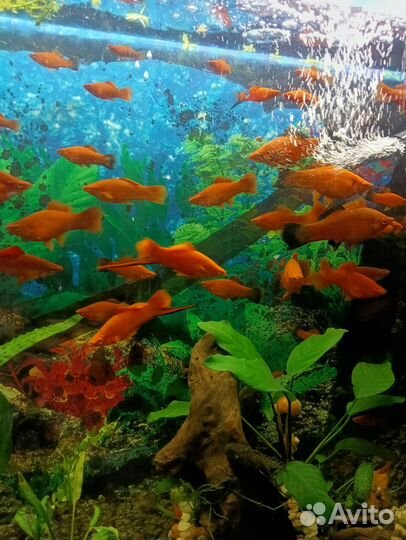 Аквариумные рыбки меченосцы