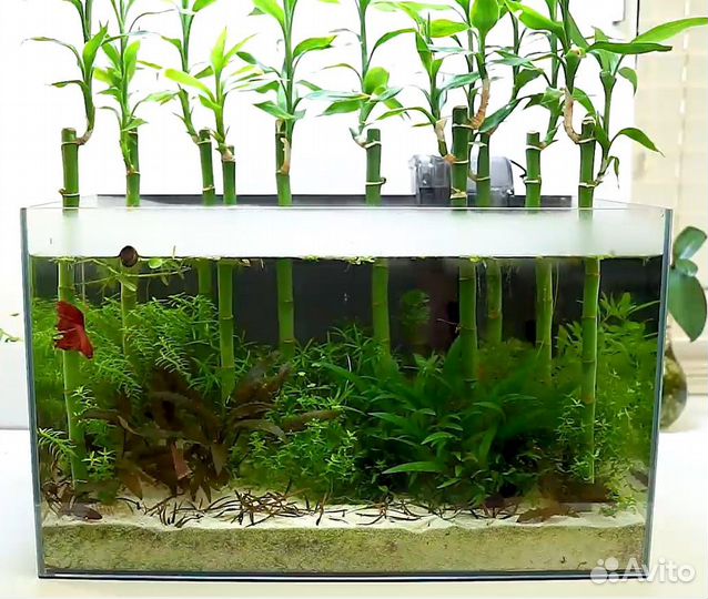 Аквариум для петушка, с живыми растениями