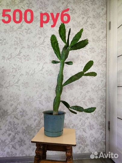 Кактус подарок цветок