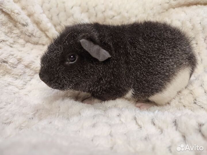 Морские свинки Американский тедди