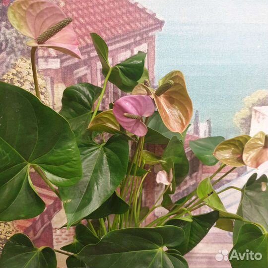 Антуриум cavalli