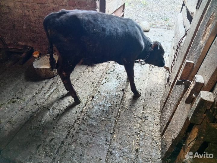 Теленок бычок 3 месяца