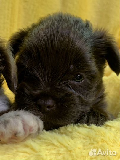 Биро Шоколадный Мерль Цветной Йорк