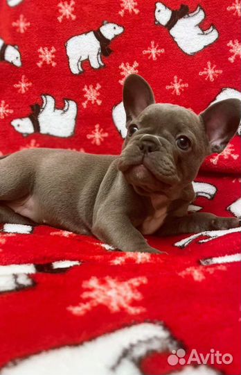 Французский бульдог голубой, лиловый щенки