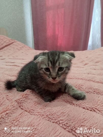 Кошка