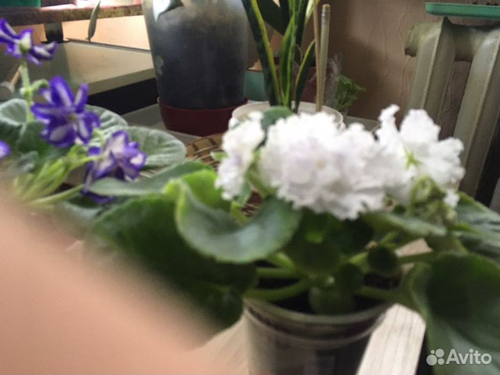 Фиалки детки