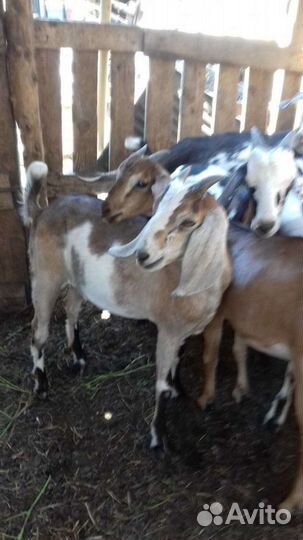 Козы годовалые