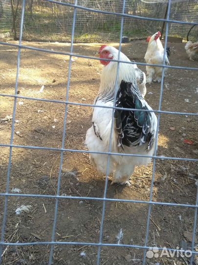 Петух Брамы Колумбийской