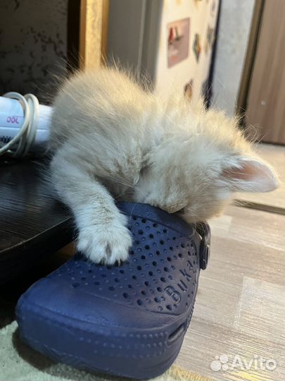 Кошка в дар бесплатно