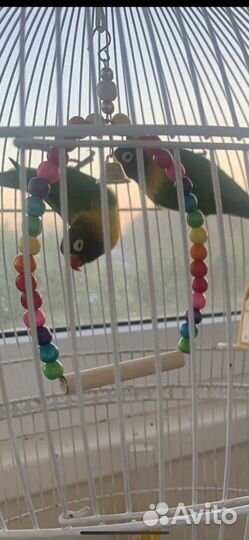 Попугаи неразлучники с клеткой