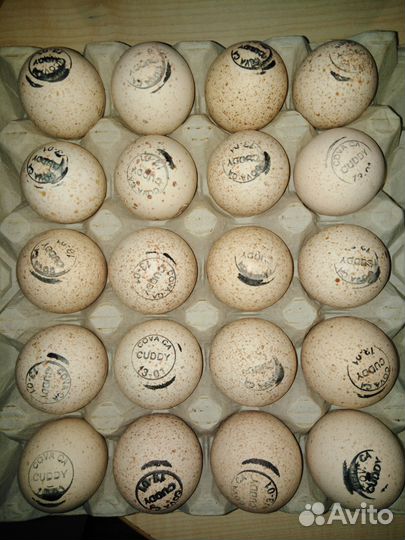 Цыплята бройлера