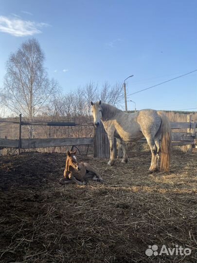 Продажа лошадей (кобылы с жеребятами, жеребец )