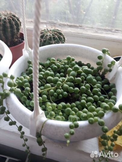 Крестовник роули