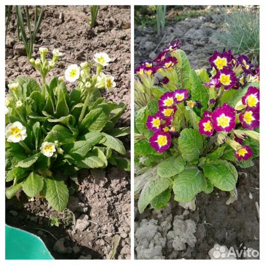 Цветы для сада