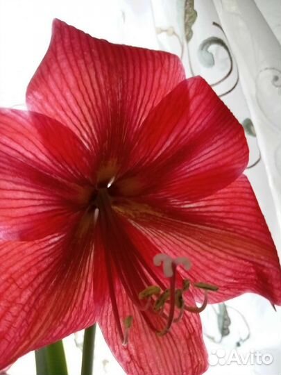 Гиппиаструм