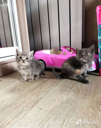 Котята метисы