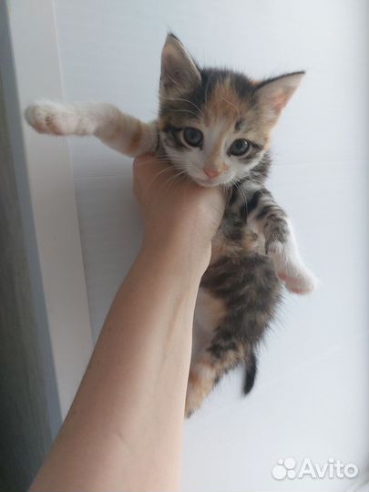 Котята в добрые руки бесплатно