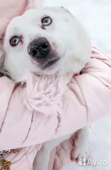 Собака-улыбака