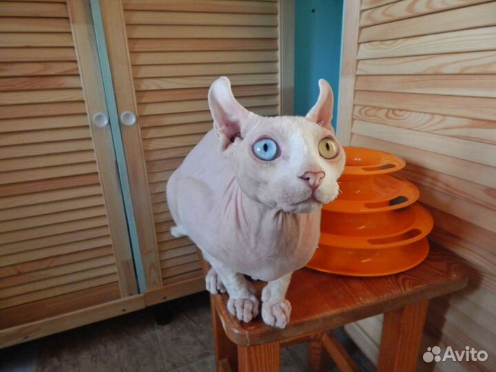 Сфинкс эльф вязка