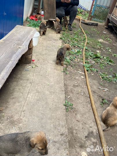 Маленькие щенки в добрые рук