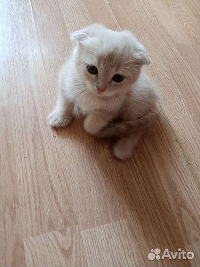 Вислоухие котята