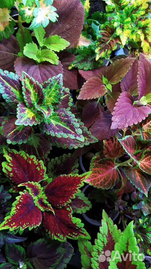 Сортовые колеусы