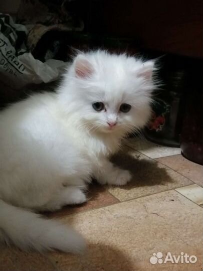 Отдам котёнка в добрые руки