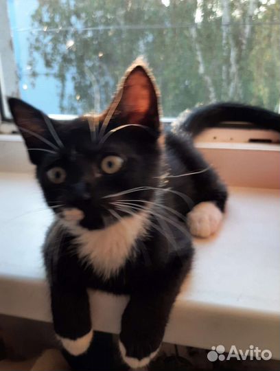 Котёнок