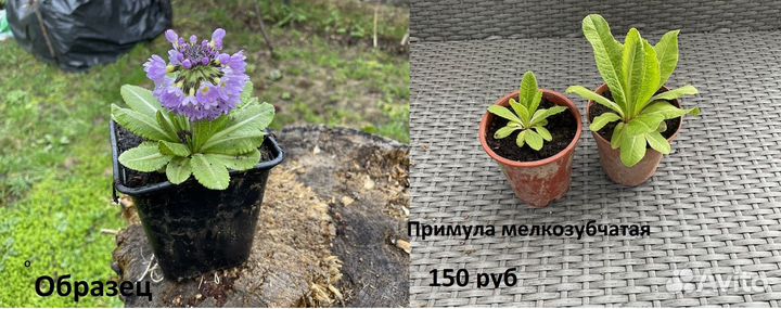 Многолетние неприхотливые растения для дачи