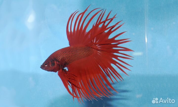 Петушок. Коронохвостый, Халфмун, Плакат. Самки