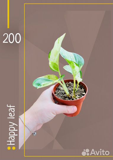 Эпипремнумы, сциндапсусы