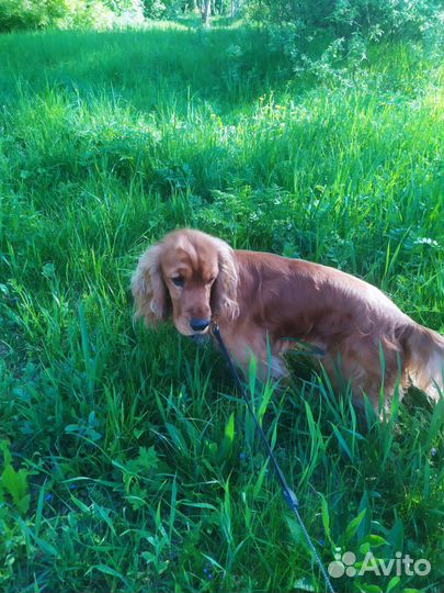 Английский Кокер спаниель Вязка