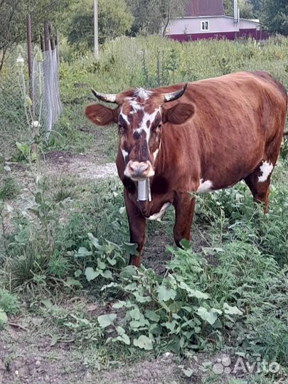 Продаётся тёлка