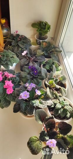 Домашняя Мята аромат с кореш. фиалки много