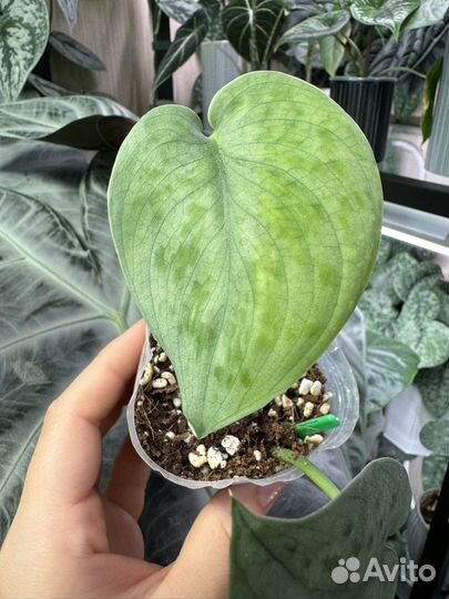 Сциндапсус тату