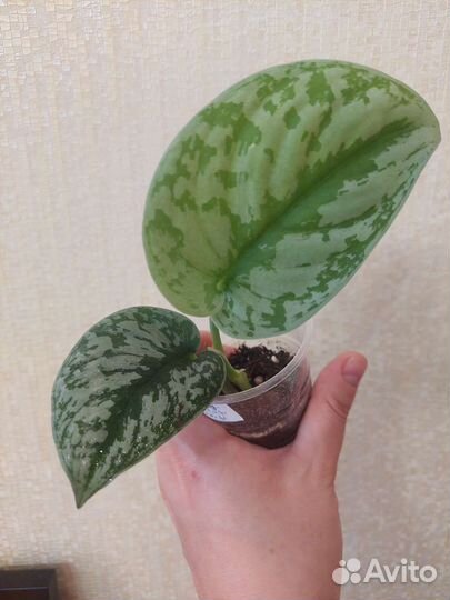 Сциндапсус Pictus Tribi