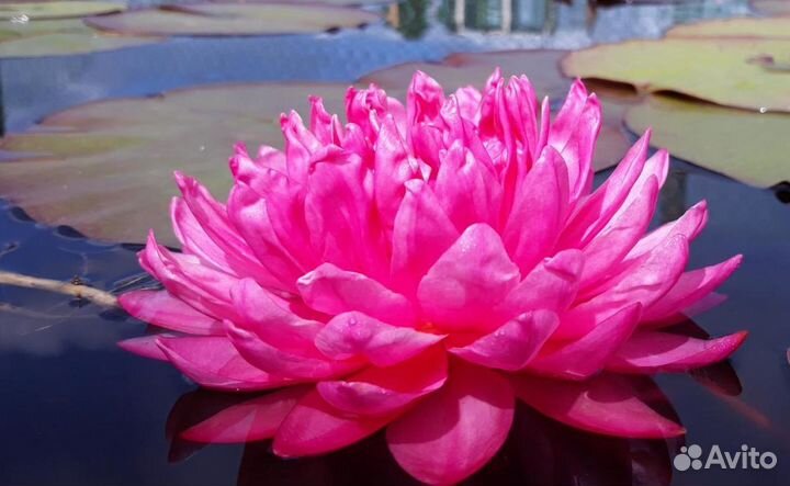 Нимфеи кувшинки растения для пруда. Часть 2