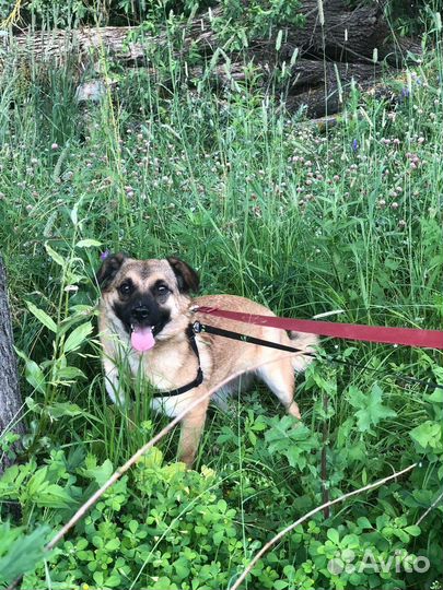 Маленькая собачка Леля 2 года