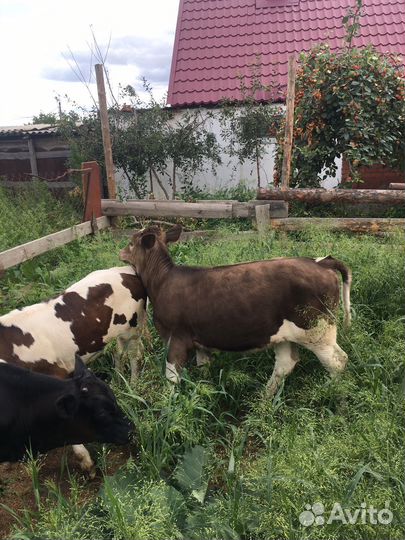 Телята бычки и телки